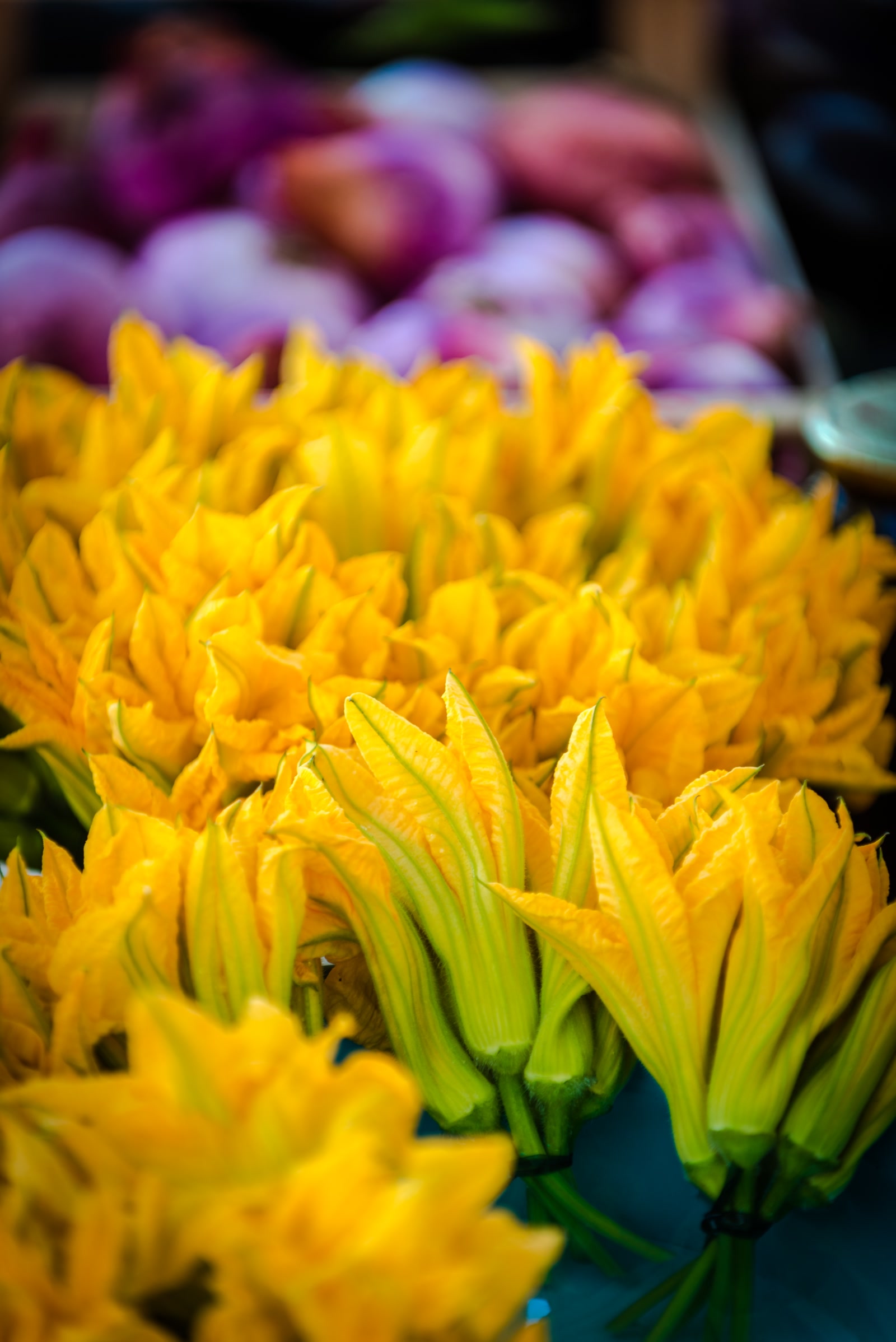 _nrl1913_niksa-raguz-lucic1