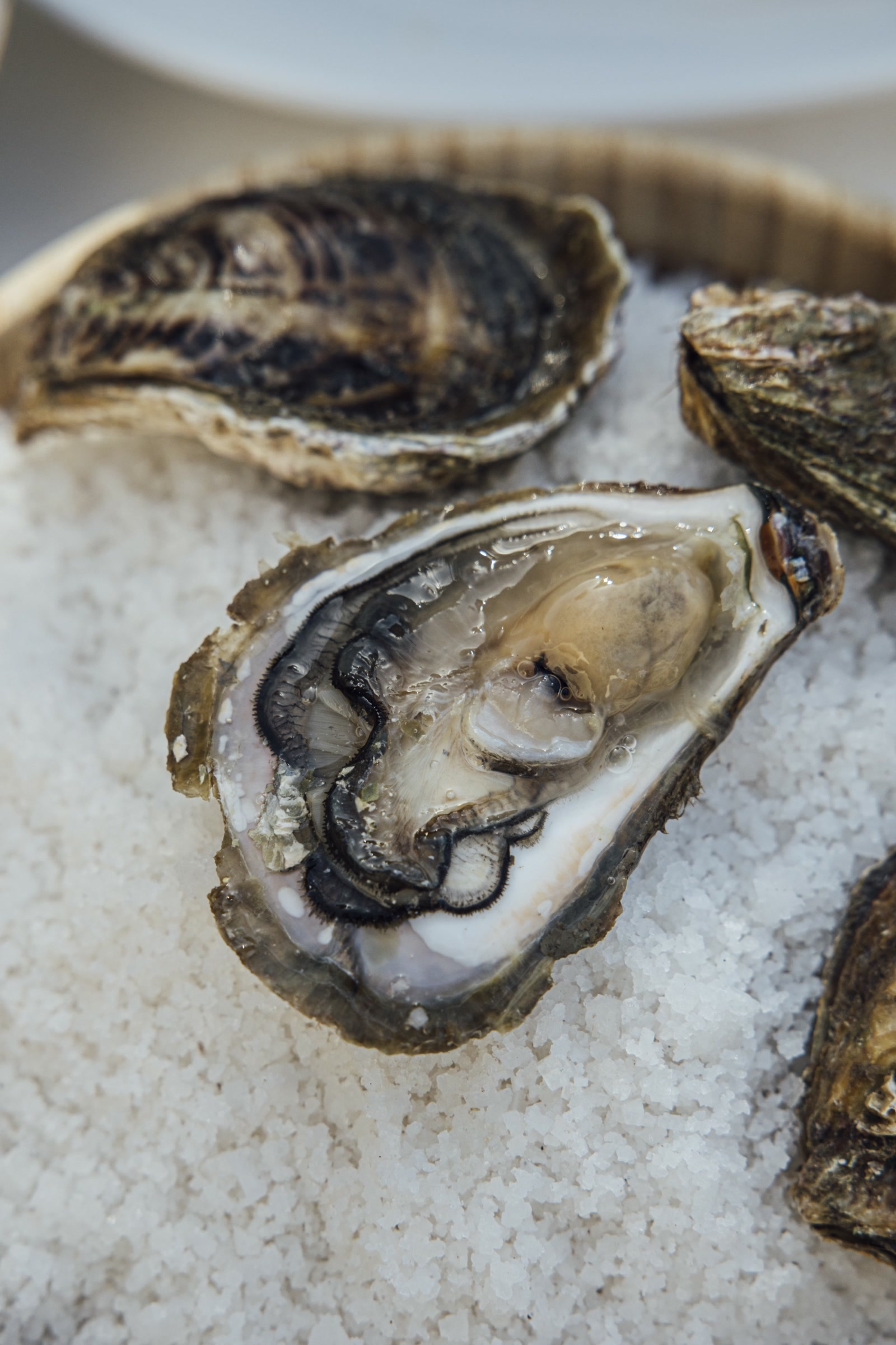 veranda_21_katija-zivkovic1