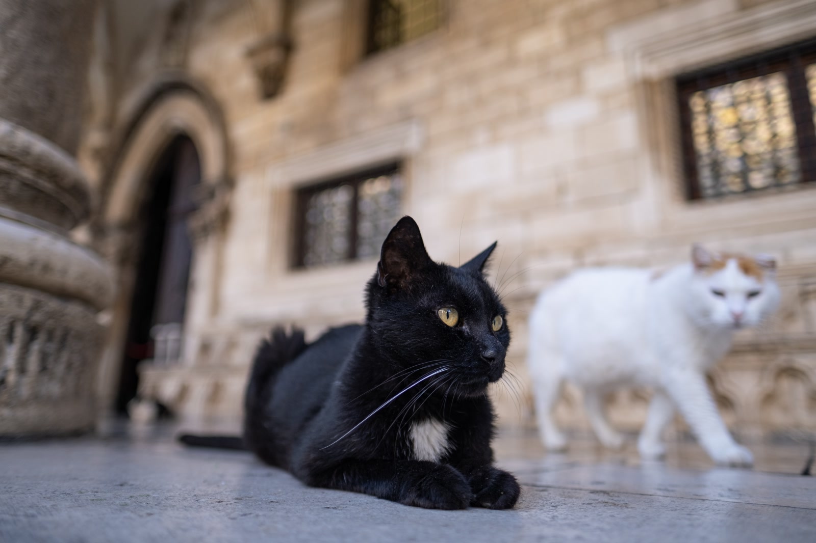 tz_dbk-11_2024-zoran-marinovic-full-s-29.jpg_zoran-marinovic1